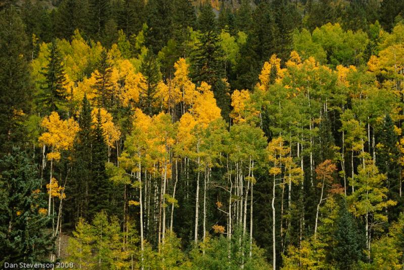Colorado Fall Colors-4666 - Splashes of Color ©2008 Dan Stevenson